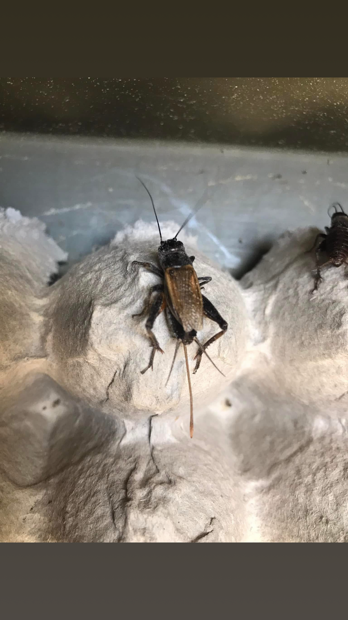 Insectes indigènes