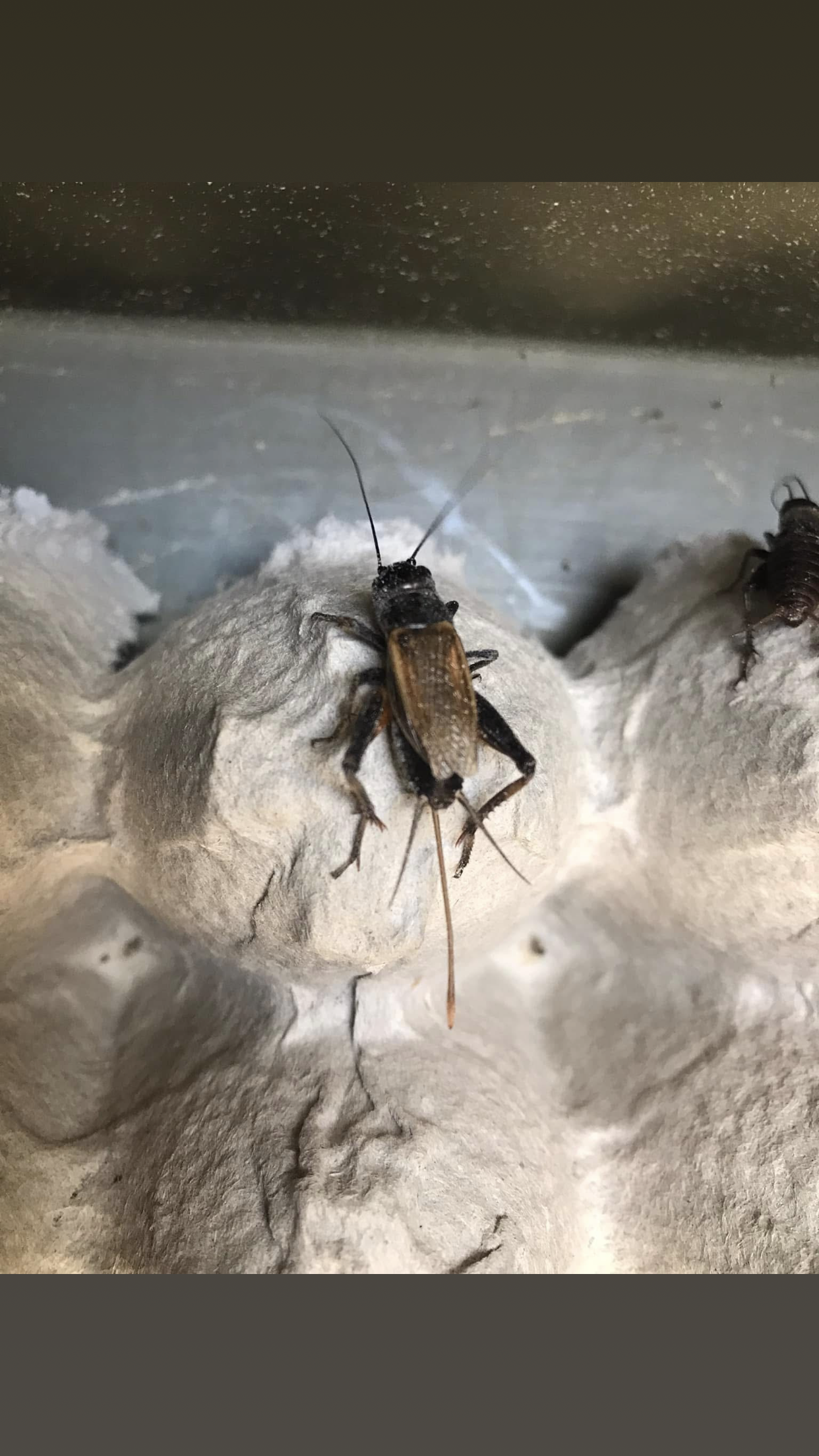 Insectes indigènes