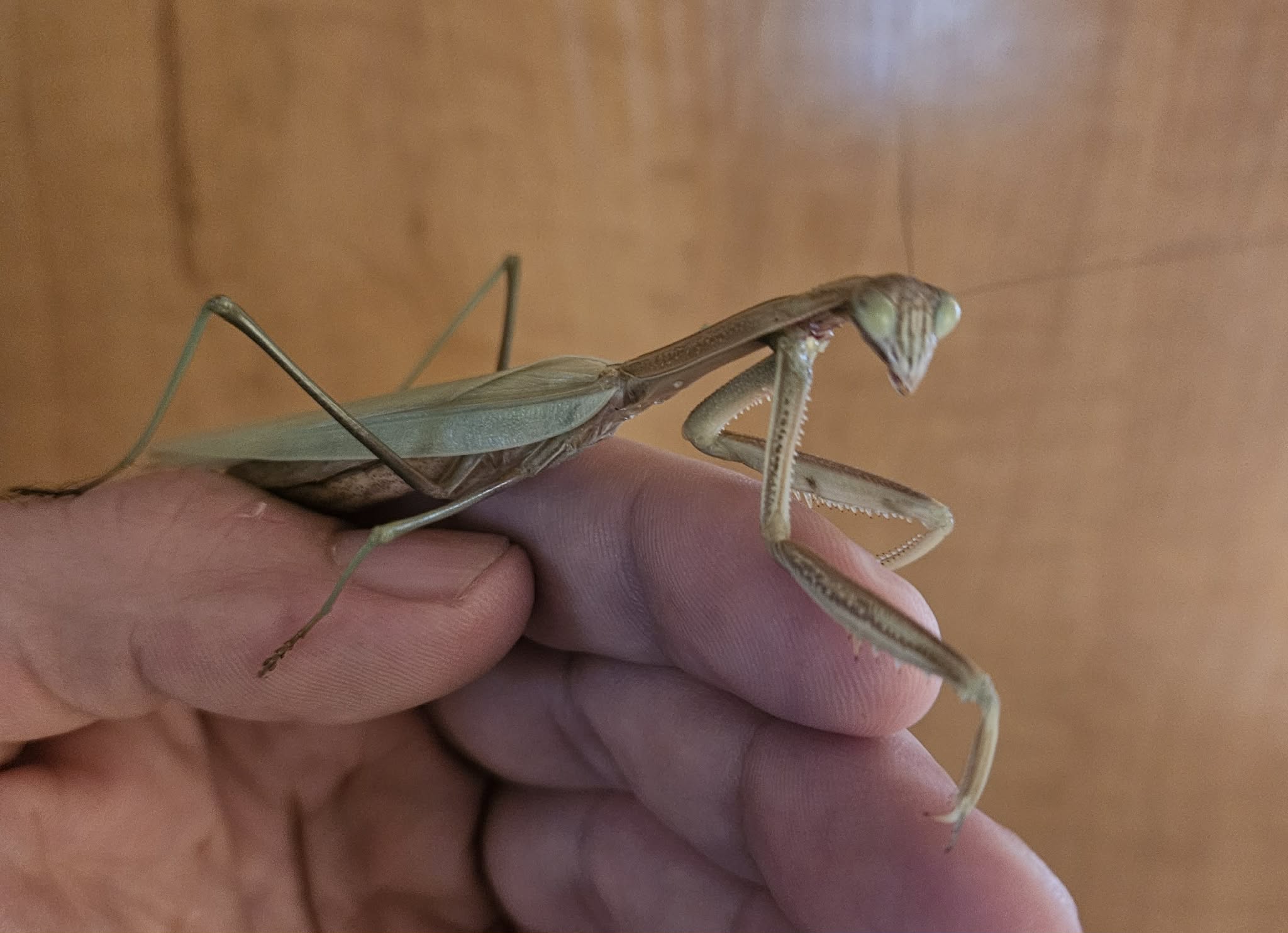 Les Mantes Religieuses