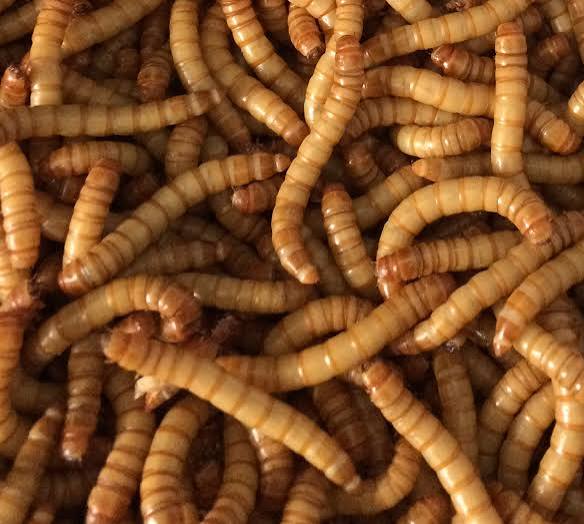 Insectes non-indigènes