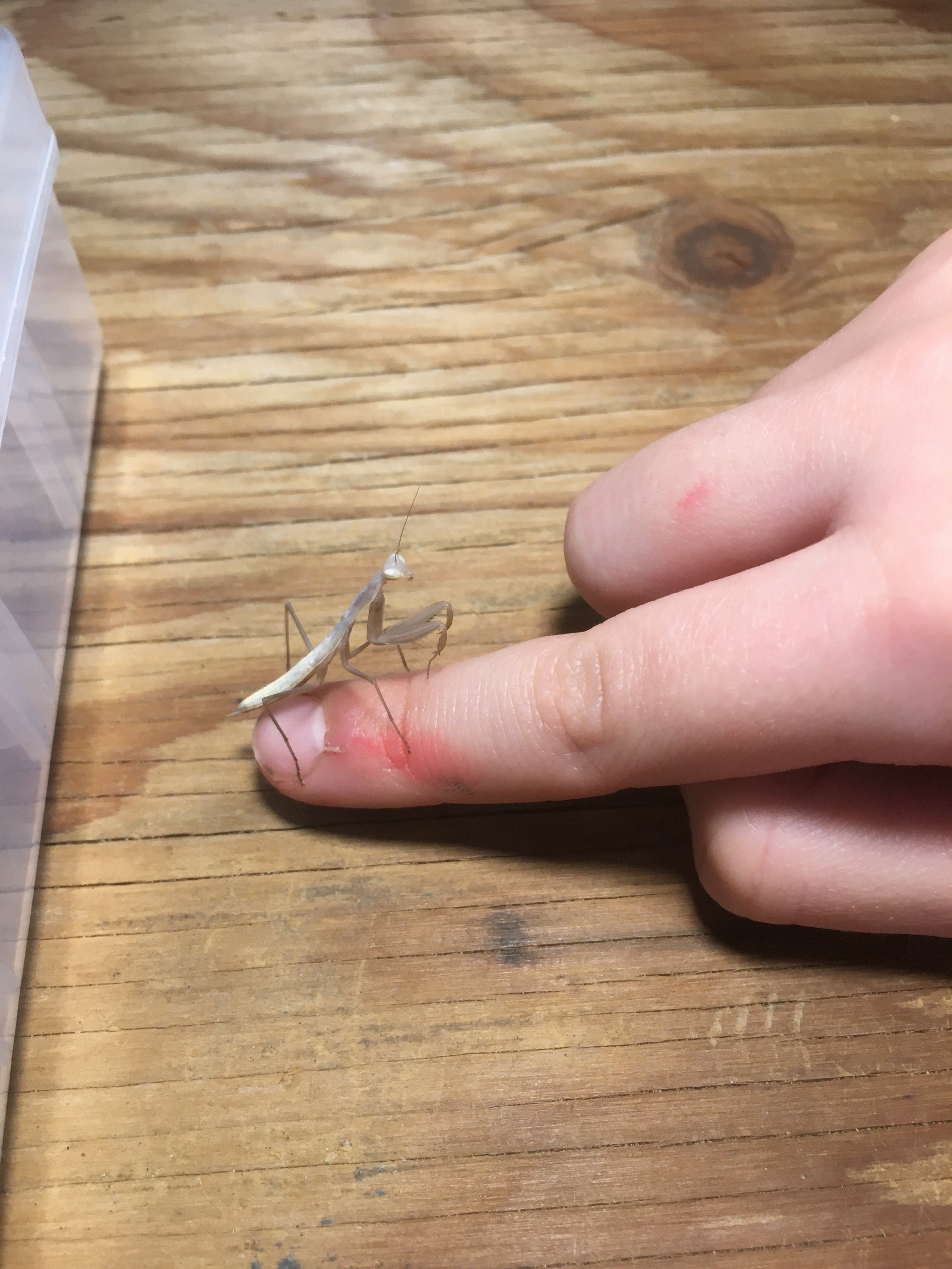 Mantis Religiosa (Mante religieuse européenne)