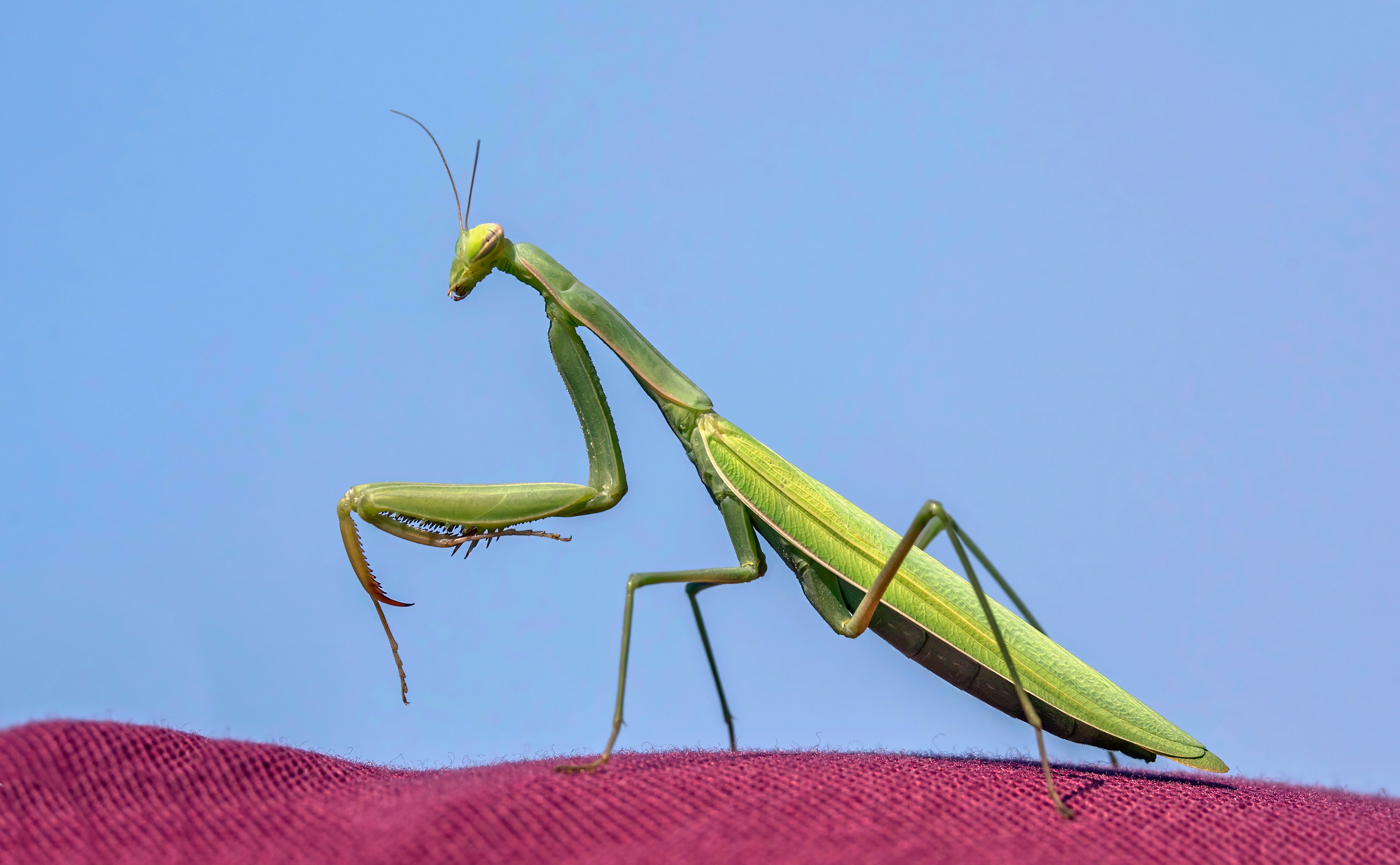 Mantis Religiosa (Mante religieuse européenne)