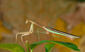 Tenodera Sinensis (Mante Religieuse Chinoise)