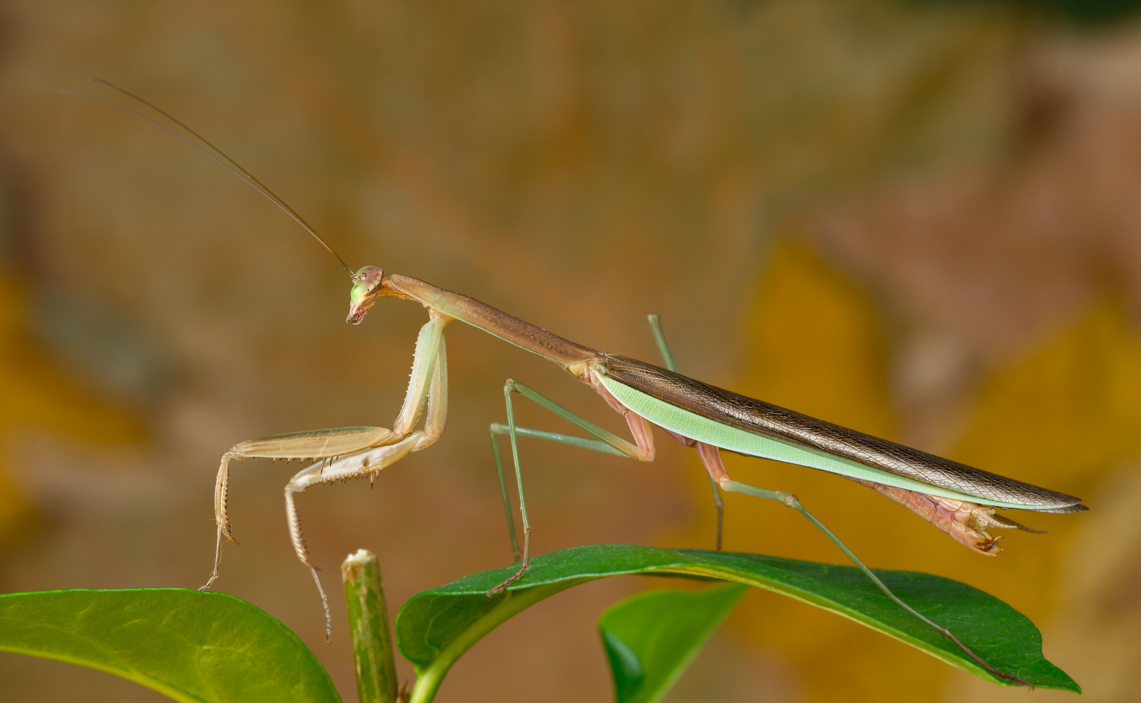 Tenodera Sinensis (Mante Religieuse Chinoise)